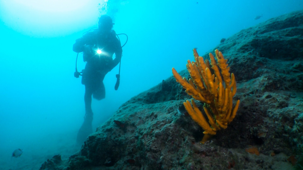 Diving 1024x576